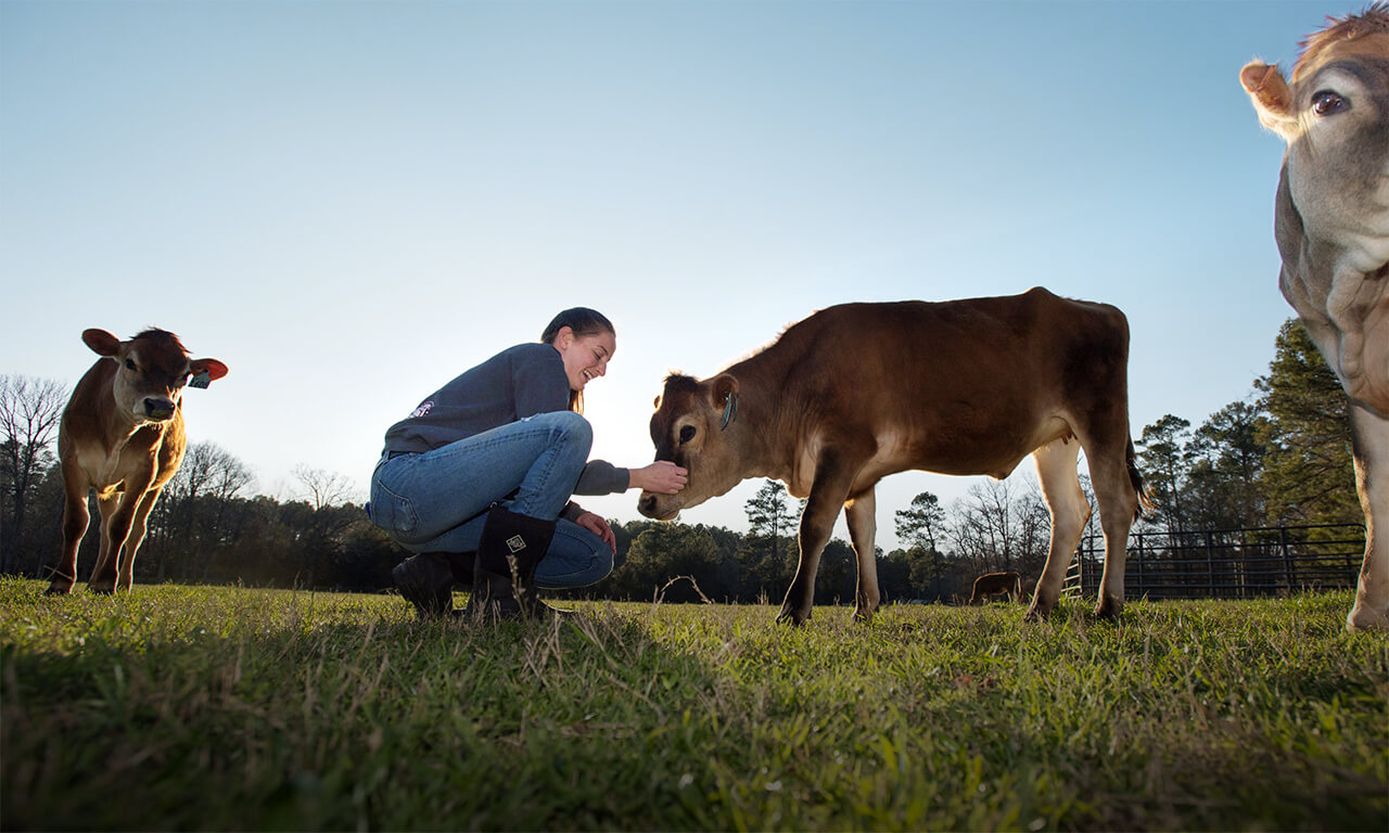 Animal Science student surrounded by Jersey cows