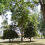 Tree-11.jpg