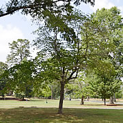 Tree-17.jpg