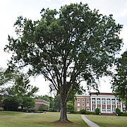 Tree-18.jpg