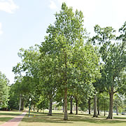 Tree-31.jpg