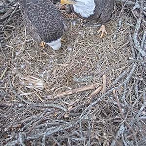 two eagles in a nest